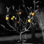 Lemon tree